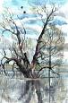 Sunken tree (watercolors)